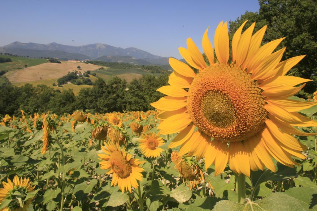 Agriturismo Il Fienile Di Ca Battista 카글리 외부 사진